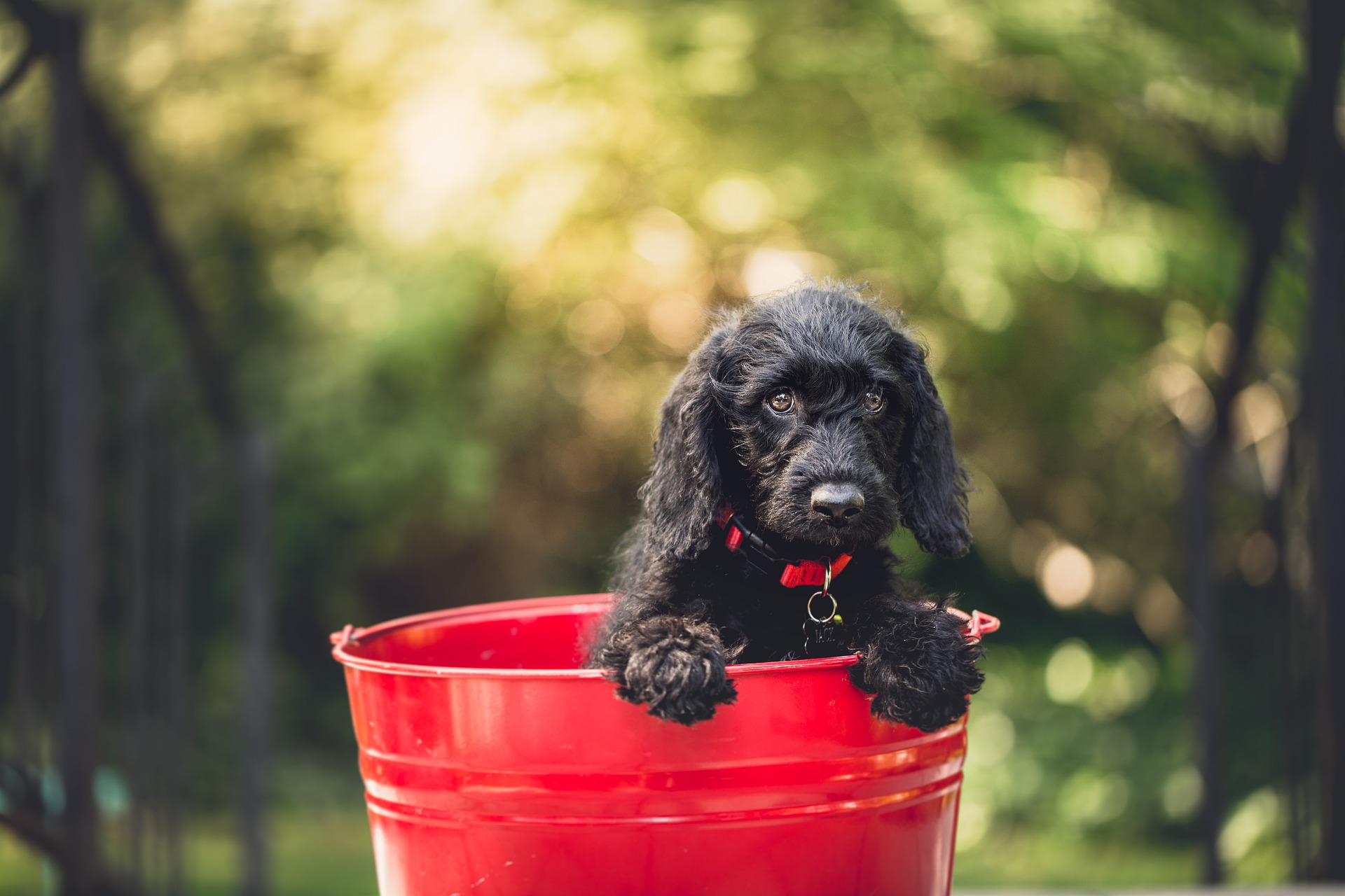 Dog grooming